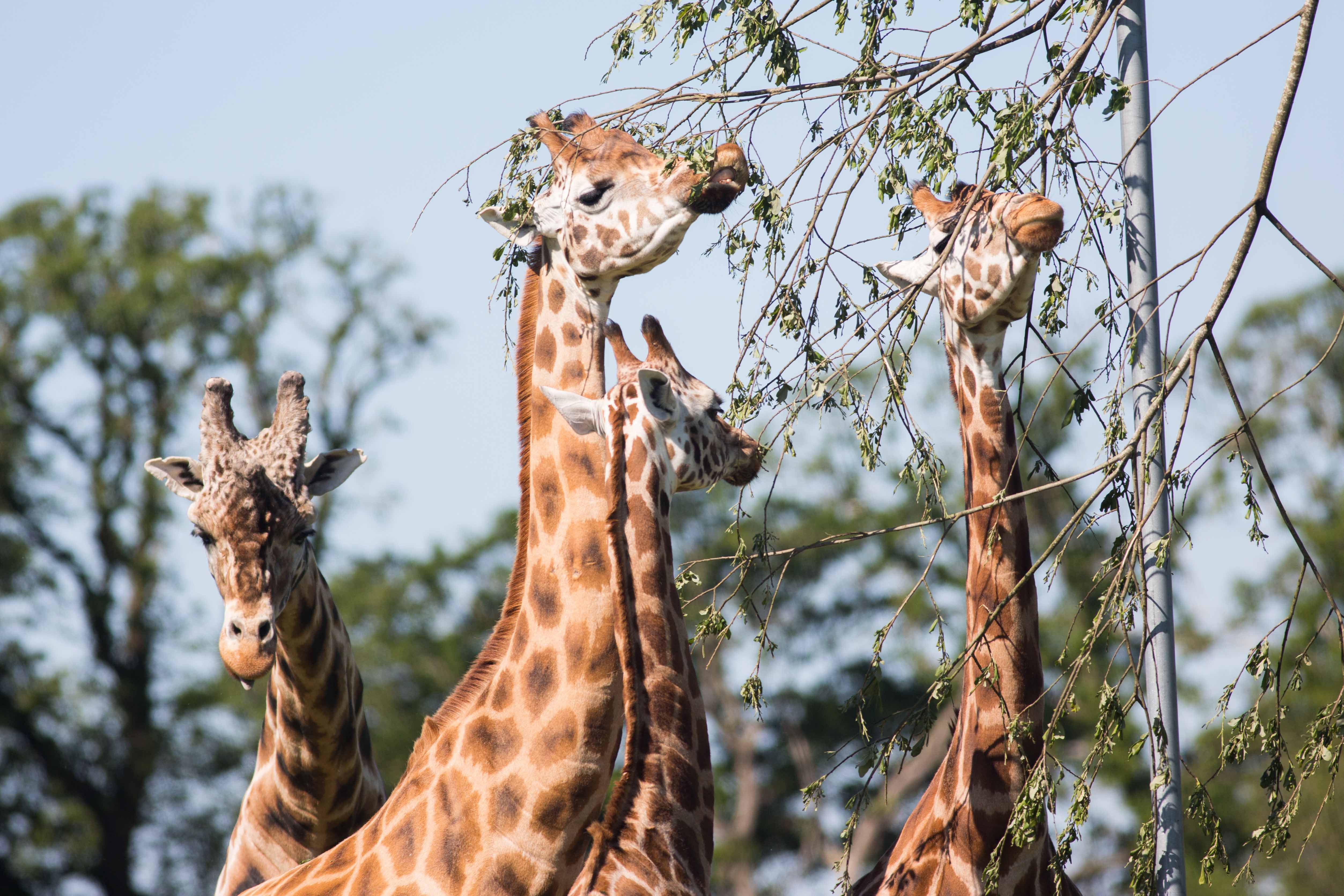 Fota Wildlife Park Visit the East of Ireland Ireland's Ancient East
